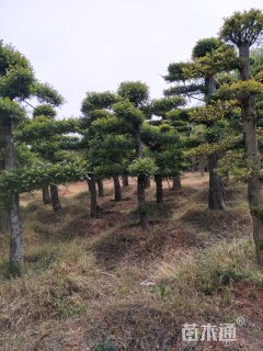 16公分造型榆树