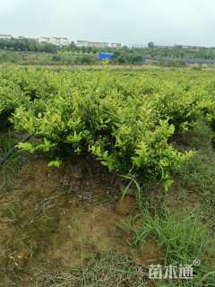 高度65厘米金森女贞