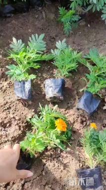 高度15厘米孔雀草