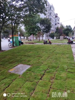 草卷状马尼拉草