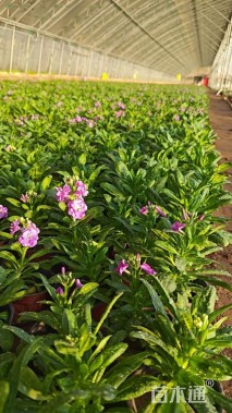 高度18厘米紫罗兰