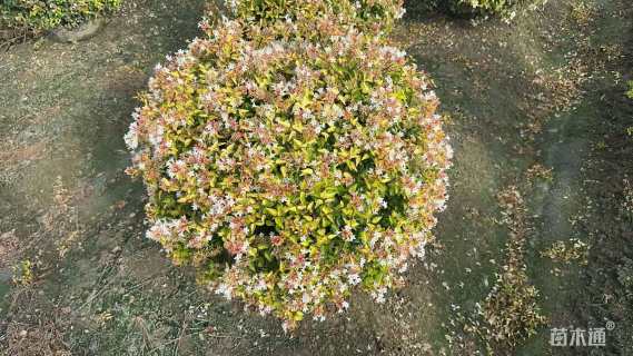 高度100厘米六道木