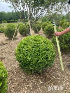 冠幅60厘米小叶黄杨球