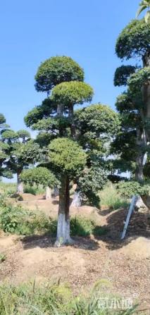 28公分造型榆树