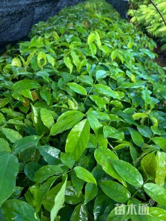 20公分海南红豆