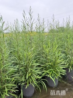 高度10厘米荷兰菊