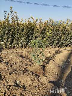 高度60厘米卫矛