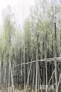10公分柳树