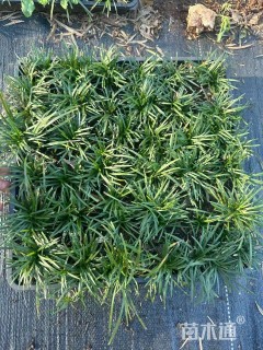 高度30厘米矮小沿阶草