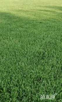 草块状中华结缕草