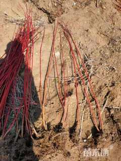 高度80厘米红瑞木