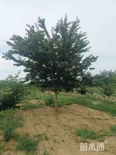 13公分日本晚樱