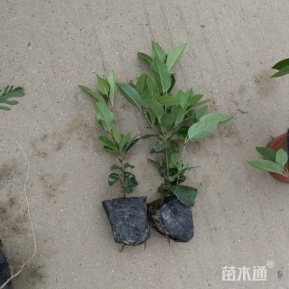 高度30厘米地中海荚迷