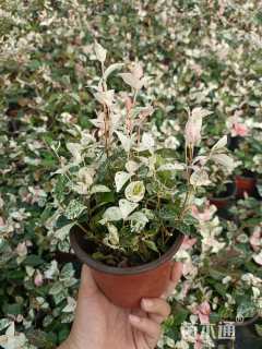 30厘米花叶络石