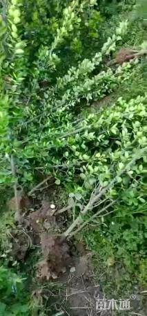 高度120厘米北海道黄杨