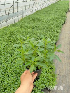 高度30厘米天蓝鼠尾草