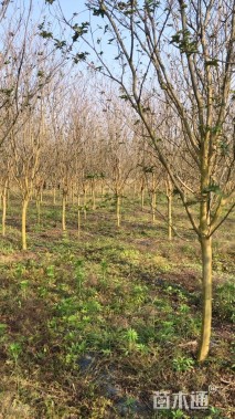 高度200厘米速生紫薇