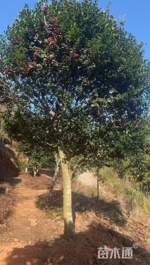 12公分无刺枸骨