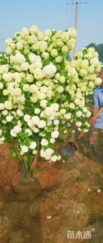 高度200厘米中华木绣球