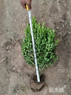 高度50厘米豆瓣黄杨