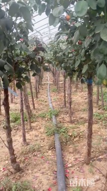 高度150厘米月季