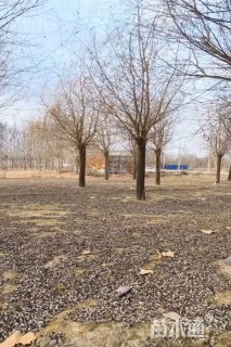 28公分金丝垂柳