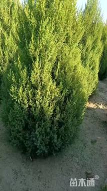 高度250厘米塔柏