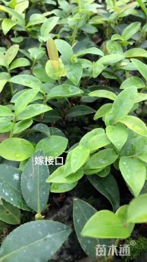 高度50厘米油茶