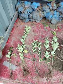 高度40厘米金边黄杨