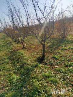 高度150厘米石榴