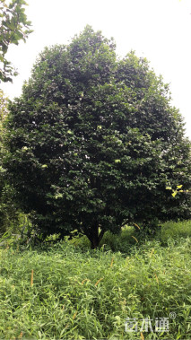 高度500厘米茶花