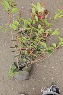 高度70厘米红叶石楠绿篱苗