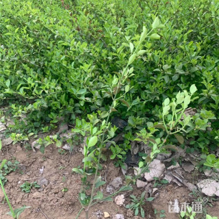 60厘米大叶扶芳藤苗