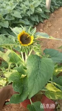 高度40厘米向日葵