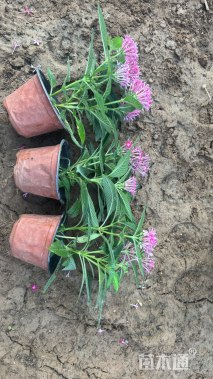 高度15厘米五星花