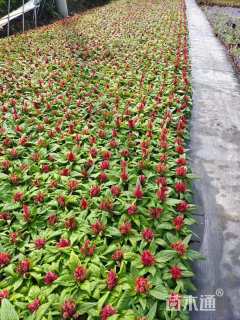 高度15厘米鸡冠花