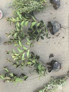 高度50厘米红叶石楠小苗