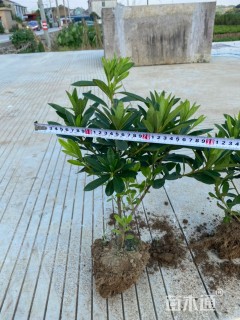 高度35厘米毛鹃