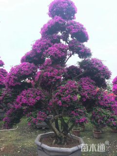 18公分造型三角梅