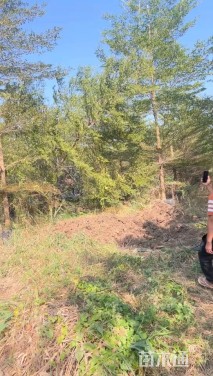 10公分细叶榄仁