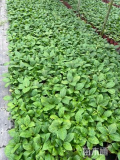 高度20厘米绣球