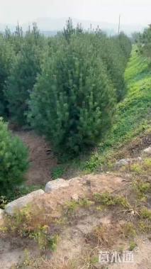 高度250厘米白皮松