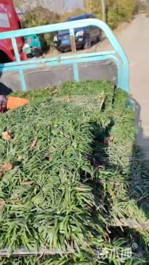 高度15厘米玉龙草