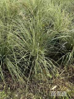 高度120厘米花叶蒲苇