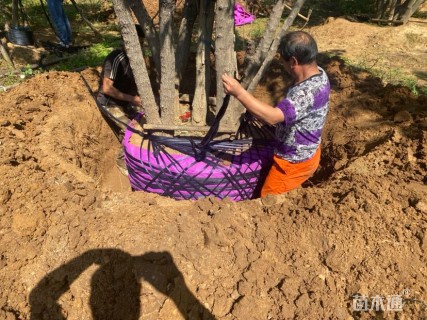 高度1000厘米丛生五角枫