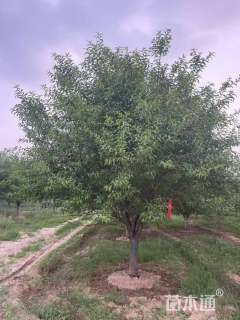 15公分白花山碧桃