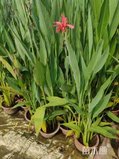 高度40厘米水生美人蕉