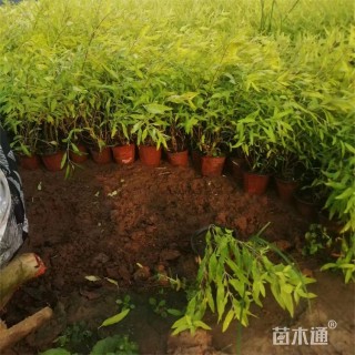 高度55厘米金叶莸