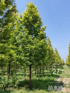 12公分金叶水杉