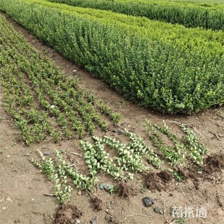 高度57厘米冬青卫矛